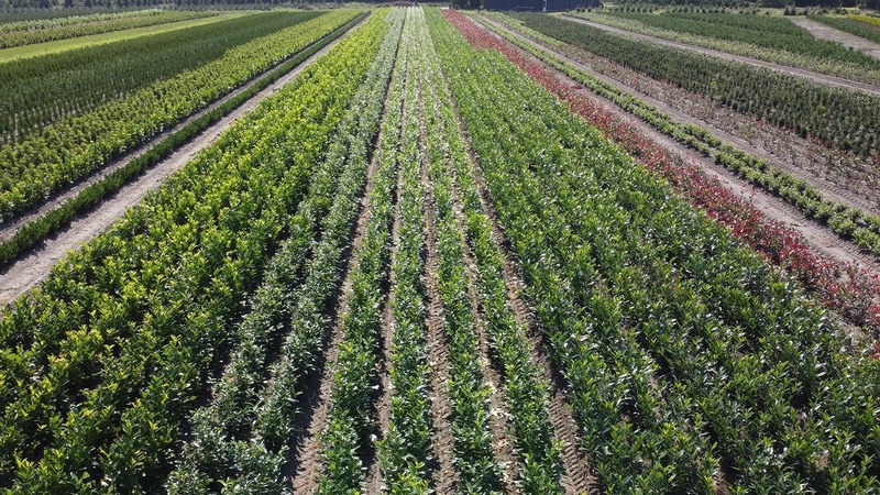 visuele plant inspectie