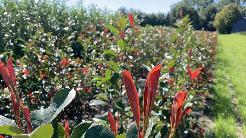 planten rijen in groei