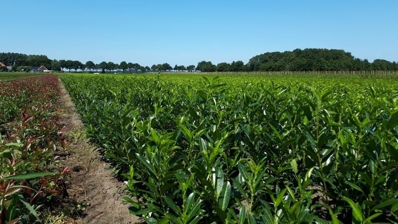 planten rijen in groei