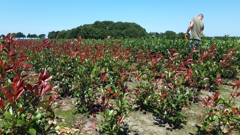 visuele plant inspectie